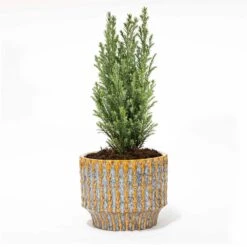 Mini Christmas Tree - Picea Glauca Perfecta - 25-30 Cm -UrbanJngl Terrarium Plants 15348 christmas tree pm8 9c52fcf0 7bb2 4ff7 af23 a6b3ad97961b