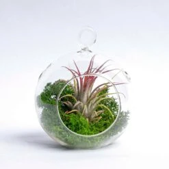 Glass Christmas Ball - Airplant And Reindeer Moss -UrbanJngl Terrarium Plants 19811 kerstbal glas mos airplant