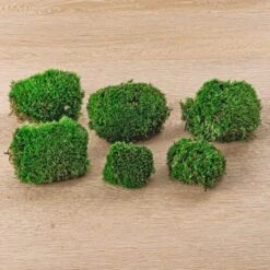 Live Cushion Moss - Premium Fresh Moss - Bun Moss - Pillow Moss - Leucobryum Glaucum -UrbanJngl Terrarium Plants 2bags Leucobryum glaucum moss cushion ball bun