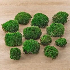 Live Cushion Moss - Premium Fresh Moss - Bun Moss - Pillow Moss - Leucobryum Glaucum -UrbanJngl Terrarium Plants 4bags Leucobryum glaucum moss cushion ball bun