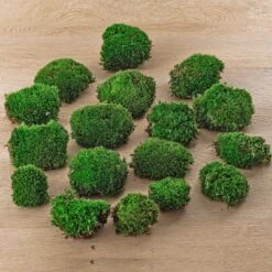 Live Cushion Moss - Premium Fresh Moss - Bun Moss - Pillow Moss - Leucobryum Glaucum -UrbanJngl Terrarium Plants 5bags Leucobryum glaucum moss cushion ball bun