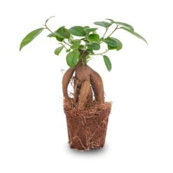 Ficus Microcarpa Ginseng Bonsai - ↑20 Cm -UrbanJngl Terrarium Plants Bonsai ficus ginseng microcarpa