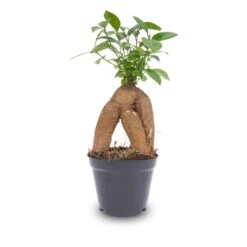 Ficus Microcarpa Ginseng Bonsai - ↑20 Cm -UrbanJngl Terrarium Plants Bonsai ficus ginseng microcarpa Pot pm8