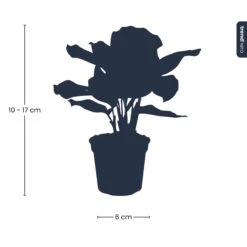 Calathea Makoyana - Peacock Plant - Terrarium Plant -UrbanJngl Terrarium Plants Calathea Makoyana pm6 plant trendhero