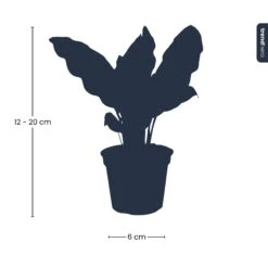 Calathea Lancifolia - Peacock Plant - Terrarium Plant -UrbanJngl Terrarium Plants Calathea lancifolia pm6 trendhero