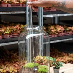 Terrarium Tool - Rake - 16-49 Cm - Telescopic - Stainless Steel 10 Terrarium Tool - Rake - 16-49 Cm - Telescopic - Stainless Steel -UrbanJngl Terrarium Plants DSC05490