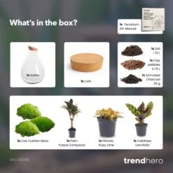 Drop XL Palm - Terrarium With Cork - Bottle Garden DIY Kit – Ø 24 Cm ↑ 37 Cm -UrbanJngl Terrarium Plants Drop XL palm terrarium diy bottle garden 7f10f1b9 3ba5 481b 8fc5 8afd02891d1c