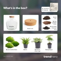 Fat Joe Green - Terrarium With Light - Bottle Garden DIY Kit - Ø 29 Cm ↑ 30 Cm -UrbanJngl Terrarium Plants Fat Joe Green terrarium diy bottle garden 389e3388 df12 4e87 90b6 b359b35cd3c3