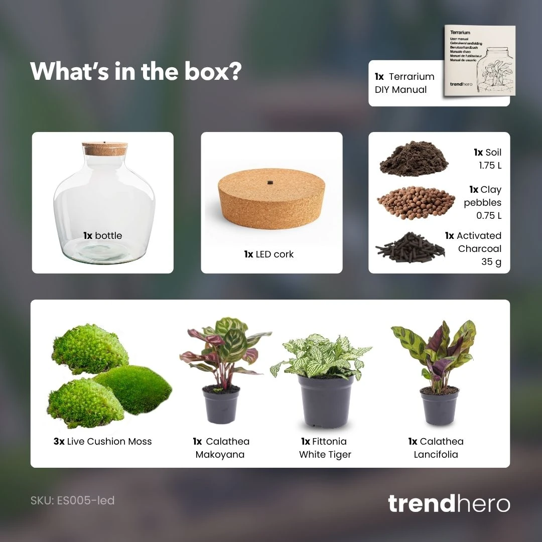 Fat Joe - Terrarium With Light - Bottle Garden DIY Kit - Ø 29 Cm ↑ 30 Cm 5 Fat Joe - Terrarium With Light - Bottle Garden DIY Kit - Ø 29 Cm ↑ 30 Cm - Image 5