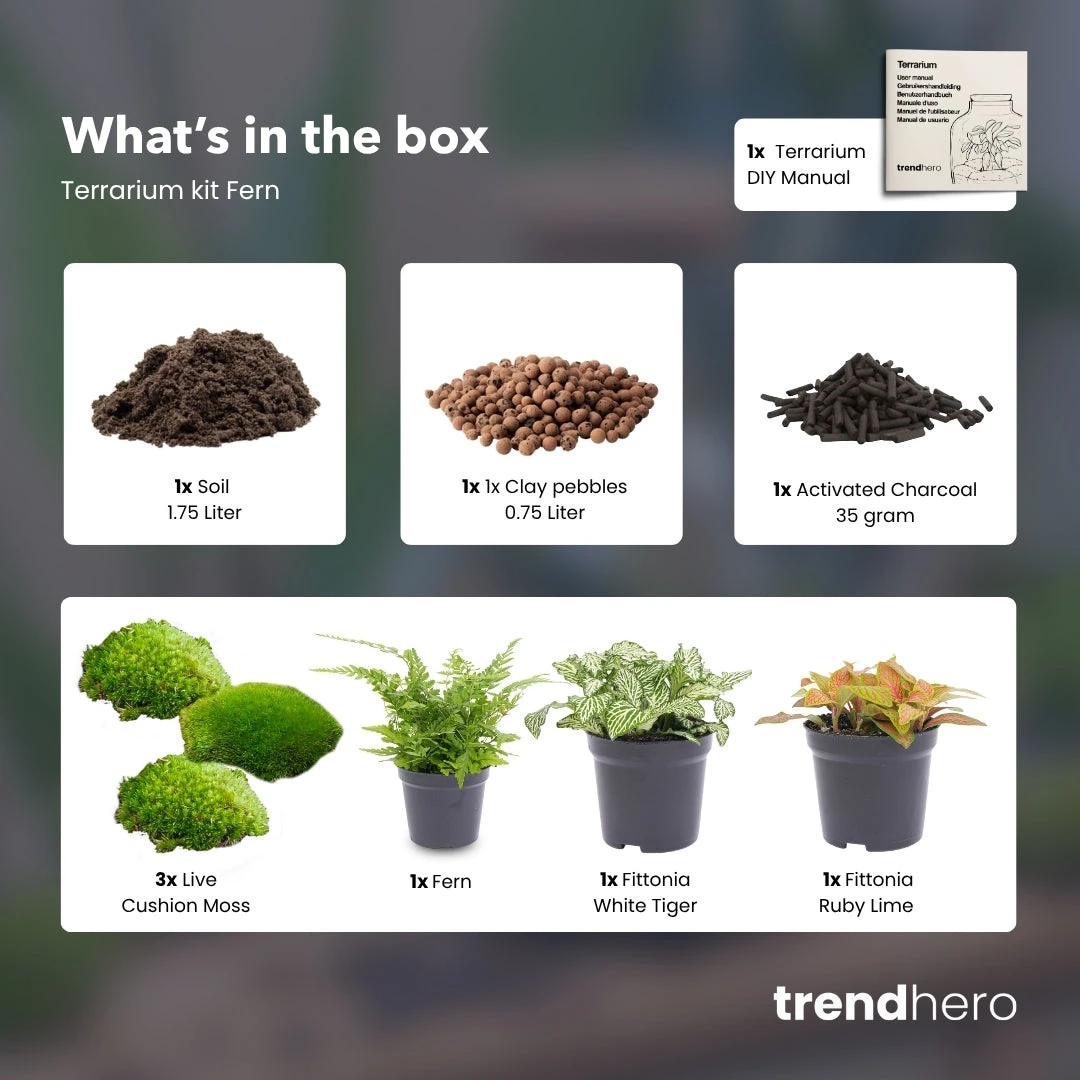 Fern - Plant Terrarium Refill & Starter Kit - 3 Terrarium Plants - DIY 2 Fern - Plant Terrarium Refill & Starter Kit - 3 Terrarium Plants - DIY - Image 2