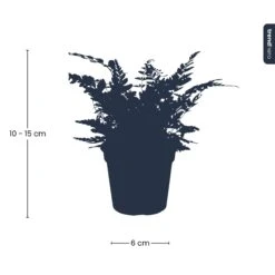 Fern - Athyrium Spicatum - Terrarium Plant 9 Fern - Athyrium Spicatum - Terrarium Plant -UrbanJngl Terrarium Plants IMG 1933