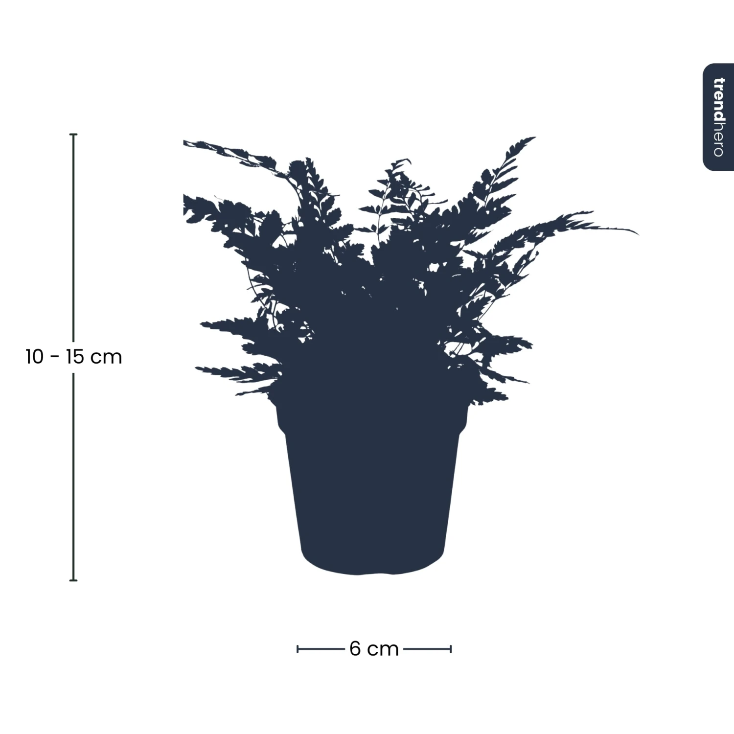 Fern - Athyrium Spicatum - Terrarium Plant 5 Fern - Athyrium Spicatum - Terrarium Plant - Image 5