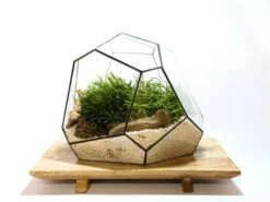 Geometric Terrarium - Torno - Vivarium - ↑ 28 X 26 X 24 Cm (LxWxH) - Glass 14 Geometric Terrarium - Torno - Vivarium - ↑ 28 X 26 X 24 Cm (LxWxH) - Glass -UrbanJngl Terrarium Plants LUNARCAMPA 11