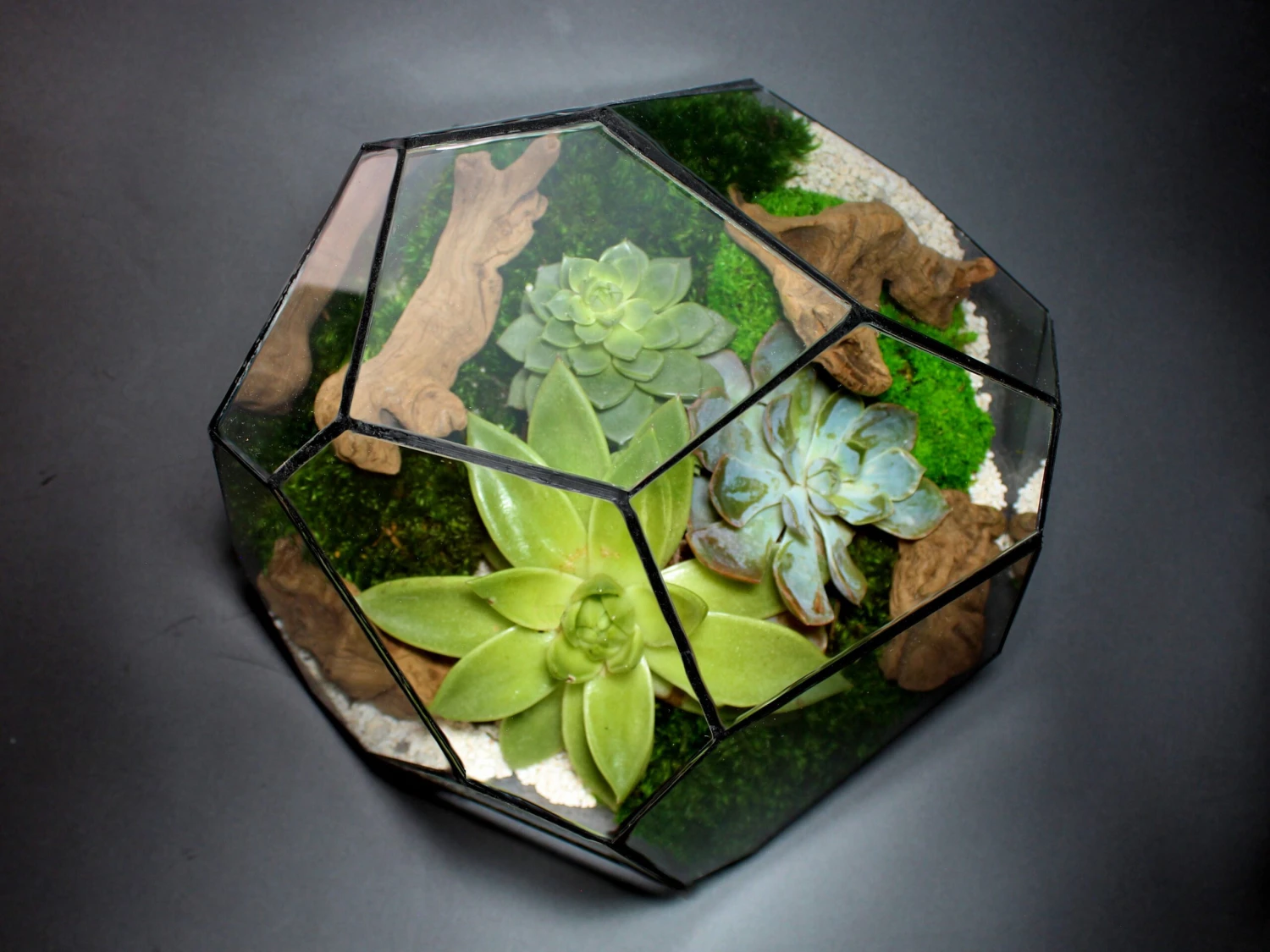 Geometric Terrarium - Torno - Vivarium - ↑ 28 X 26 X 24 Cm (LxWxH) - Glass 8 Geometric Terrarium - Torno - Vivarium - ↑ 28 X 26 X 24 Cm (LxWxH) - Glass - Image 8