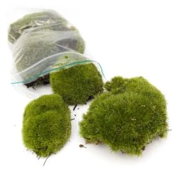 Live Cushion Moss - Premium Fresh Moss - Bun Moss - Pillow Moss - Leucobryum Glaucum -UrbanJngl Terrarium Plants Leucobryum glaucum moss cushion ball bun 001