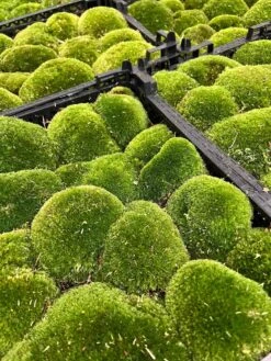 Live Cushion Moss - Premium Fresh Moss - Bun Moss - Pillow Moss - Leucobryum Glaucum -UrbanJngl Terrarium Plants Leucobryum glaucum moss cushion ball bun 002
