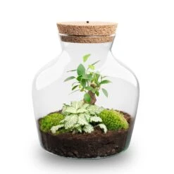 Little Joe - Terrarium With Light - Bottle Garden DIY Kit - Ø 20 Cm ↑ 22 Cm -UrbanJngl Terrarium Plants Little joe met led verlichting terrarium fles 10