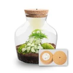 Little Joe - Terrarium With Light - Bottle Garden DIY Kit - Ø 20 Cm ↑ 22 Cm -UrbanJngl Terrarium Plants Little joe met led verlichting terrarium fles 11