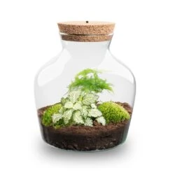 Little Joe - Terrarium With Light - Bottle Garden DIY Kit - Ø 20 Cm ↑ 22 Cm -UrbanJngl Terrarium Plants Little joe met led verlichting terrarium fles 12