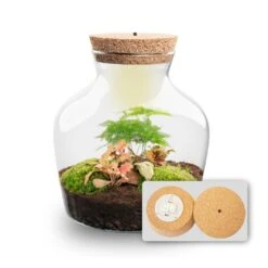 Little Joe - Terrarium With Light - Bottle Garden DIY Kit - Ø 20 Cm ↑ 22 Cm -UrbanJngl Terrarium Plants Little joe met led verlichting terrarium fles 13