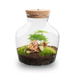 Little Joe - Terrarium With Light - Bottle Garden DIY Kit - Ø 20 Cm ↑ 22 Cm -UrbanJngl Terrarium Plants Little joe met led verlichting terrarium fles 14 7d4326f1 863f 40ab b56b d7982ed93e3c