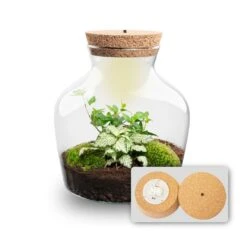 Little Joe - Terrarium With Light - Bottle Garden DIY Kit - Ø 20 Cm ↑ 22 Cm -UrbanJngl Terrarium Plants Little joe met led verlichting terrarium fles 3
