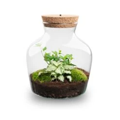 Little Joe - Terrarium With Light - Bottle Garden DIY Kit - Ø 20 Cm ↑ 22 Cm -UrbanJngl Terrarium Plants Little joe met led verlichting terrarium fles 4
