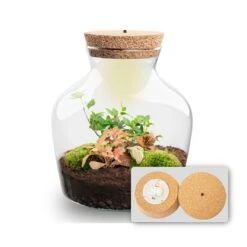 Little Joe - Terrarium With Light - Bottle Garden DIY Kit - Ø 20 Cm ↑ 22 Cm -UrbanJngl Terrarium Plants Little joe met led verlichting terrarium fles 5