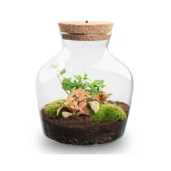Little Joe - Terrarium With Light - Bottle Garden DIY Kit - Ø 20 Cm ↑ 22 Cm -UrbanJngl Terrarium Plants Little joe met led verlichting terrarium fles 6