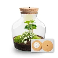Little Joe - Terrarium With Light - Bottle Garden DIY Kit - Ø 20 Cm ↑ 22 Cm -UrbanJngl Terrarium Plants Little joe met led verlichting terrarium fles 7