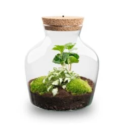Little Joe - Terrarium With Light - Bottle Garden DIY Kit - Ø 20 Cm ↑ 22 Cm -UrbanJngl Terrarium Plants Little joe met led verlichting terrarium fles 8