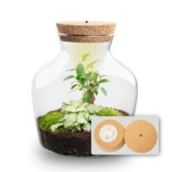 Little Joe - Terrarium With Light - Bottle Garden DIY Kit - Ø 20 Cm ↑ 22 Cm -UrbanJngl Terrarium Plants Little joe met led verlichting terrarium fles 9