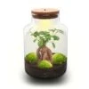 Milky Bonsai - Terrarium - Bottle Garden DIY Kit - Ø 21 Cm ↑ 30 Cm