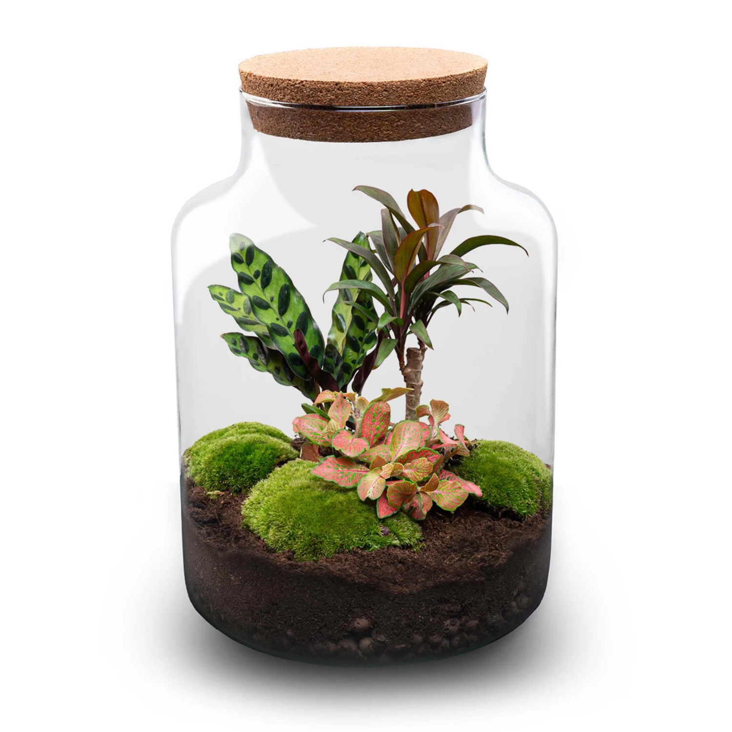 Milky Palm - Terrarium - Bottle Garden DIY Kit - Ø 21 Cm ↑ 30 Cm 2 Milky Palm - Terrarium - Bottle Garden DIY Kit - Ø 21 Cm ↑ 30 Cm - Image 2