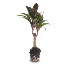 Mini-palm - Cordyline Fruticosa 'Purple Compacta' - Terrarium Plant