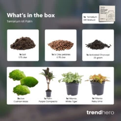 Palm - Plant Terrarium Refill & Starter Kit - 3 Terrarium Plants - DIY -UrbanJngl Terrarium Plants Palm 3 terrarium plants refill kit trendhero