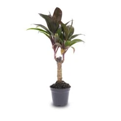 Mini-palm - Cordyline Fruticosa 'Purple Compacta' - Terrarium Plant -UrbanJngl Terrarium Plants Palm Pot