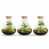 Sammie - Terrarium With Light - Bottle Garden DIY Kit - Ø 22,5 Cm ↑ 27 Cm