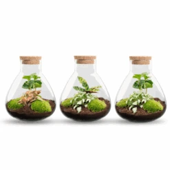 Sammie - Terrarium With Light - Bottle Garden DIY Kit - Ø 22,5 Cm ↑ 27 Cm