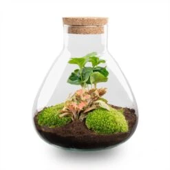 Sammie - Terrarium With Light - Bottle Garden DIY Kit - Ø 22,5 Cm ↑ 27 Cm -UrbanJngl Terrarium Plants Sammie Coffea Red terrarium flaschengarten 3e4a5ef2 d283 4fc8 8506 c9b87f9b1c61