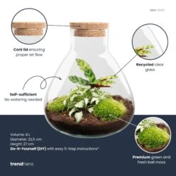 Sammie - Terrarium With Light - Bottle Garden DIY Kit - Ø 22,5 Cm ↑ 27 Cm -UrbanJngl Terrarium Plants Sammie calathea plant terrarium diy kit info trendhero