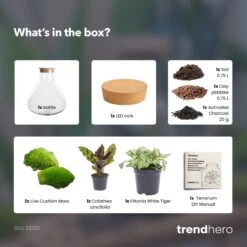 Sammie - Terrarium With Light - Bottle Garden DIY Kit - Ø 22,5 Cm ↑ 27 Cm -UrbanJngl Terrarium Plants Sammie calathea terrarium diy bottle garden