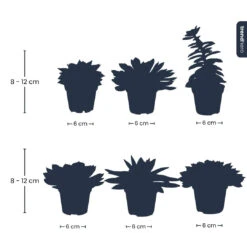 Succulent Mix Set - Assorted Succulents In 6 Cm Pots (8–12 Cm High) 13 Succulent Mix Set - Assorted Succulents In 6 Cm Pots (8–12 Cm High) -UrbanJngl Terrarium Plants Succulenten