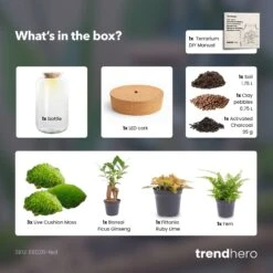 Sven XL Bonsai - Terrarium With Light - Bottle Garden DIY Kit - Ø 23 Cm ↑ 43 Cm -UrbanJngl Terrarium Plants Sven xl bonsai red terrarium diy bottle garden 77e1d01e 7297 44ac 90c7 a48d1938e6aa