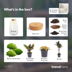 Sven XL Palm - Terrarium With Light - Bottle Garden DIY Kit - Ø 23 Cm ↑ 43 Cm 7 Sven XL Palm - Terrarium With Light - Bottle Garden DIY Kit - Ø 23 Cm ↑ 43 Cm -UrbanJngl Terrarium Plants Sven xl palm terrarium diy bottle garden