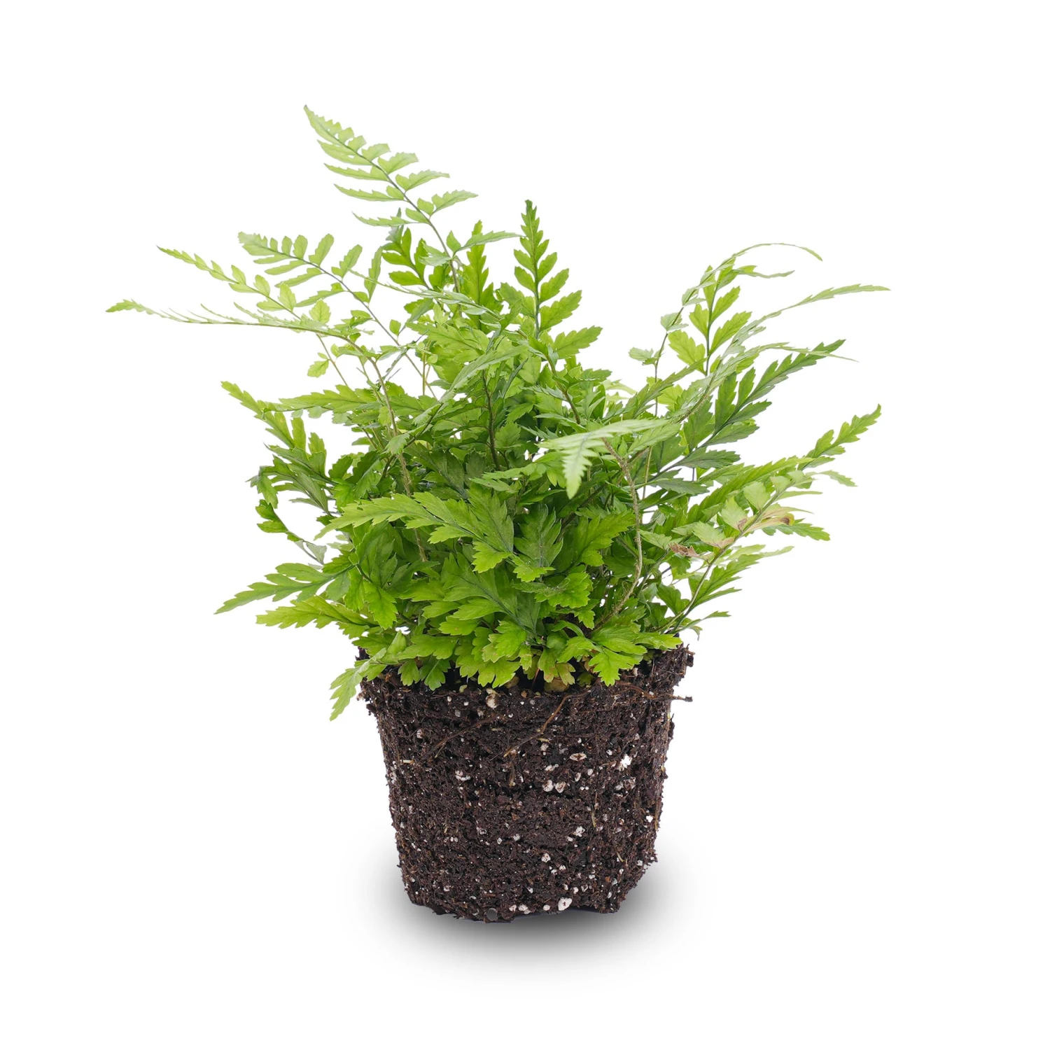 Fern - Athyrium Spicatum - Terrarium Plant 1 Fern - Athyrium Spicatum - Terrarium Plant