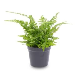 Fern - Athyrium Spicatum - Terrarium Plant 7 Fern - Athyrium Spicatum - Terrarium Plant -UrbanJngl Terrarium Plants Varen Pot