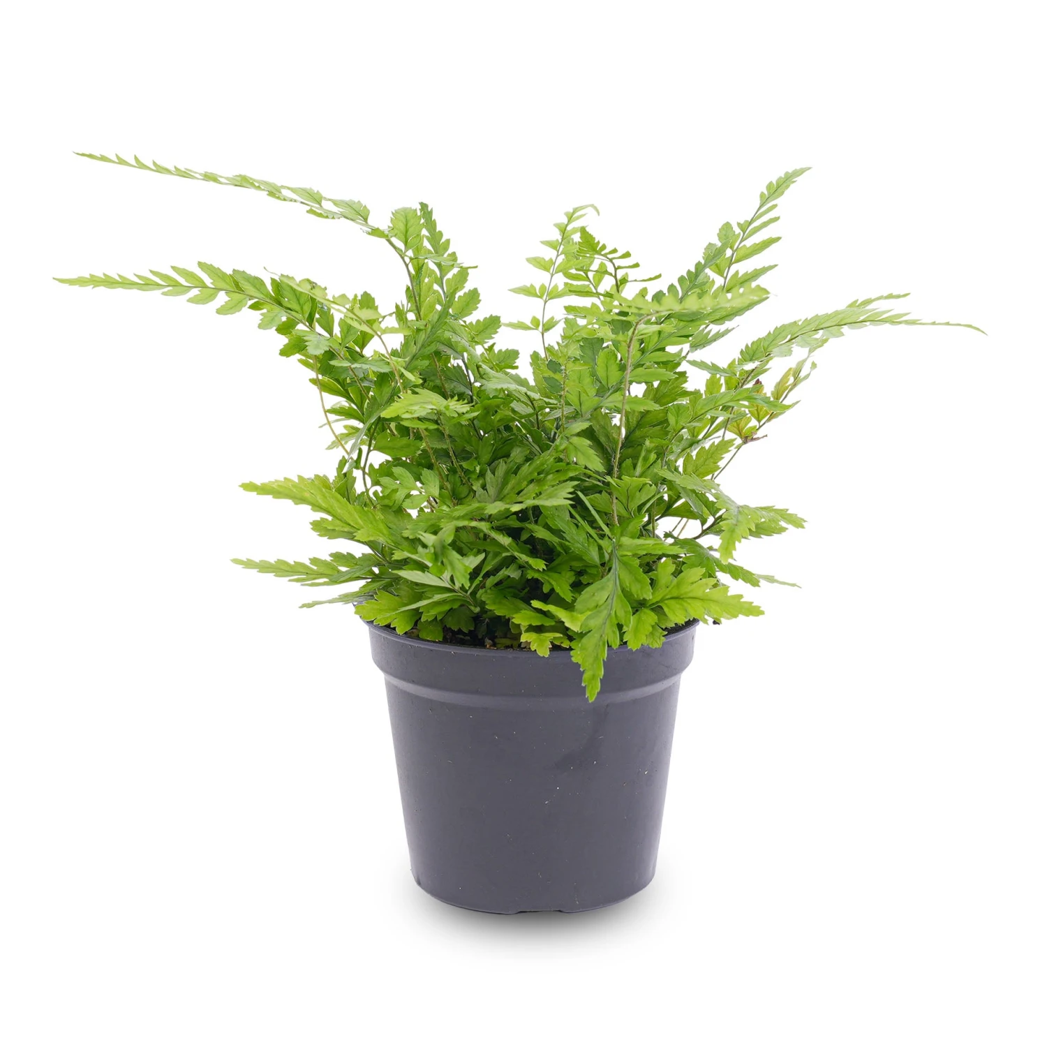 Fern - Athyrium Spicatum - Terrarium Plant 3 Fern - Athyrium Spicatum - Terrarium Plant - Image 3