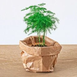 Asparagus - Potsize 6 Cm - 15-20 Cm High -UrbanJngl Terrarium Plants asparagus plant terrarium 88187c5e 7eed 4e0e b8e6 3f0c4ca5ea3f