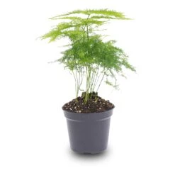 Asparagus - Potsize 6 Cm - 15-20 Cm High -UrbanJngl Terrarium Plants asparagus pot